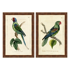 Tropical Birds
